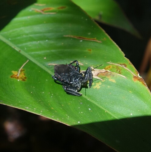 Apiomerus lanipes