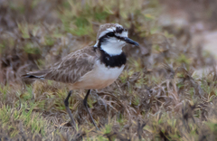 Charadrius thoracicus
