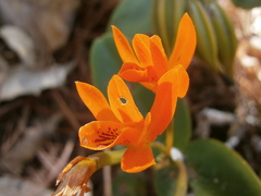 Guarianthe aurantiaca