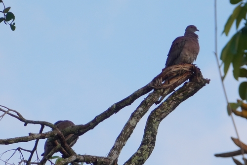 Patagioenas cayennensis, 2026-10-25