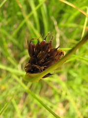 Juncus castaneus leucochlamys