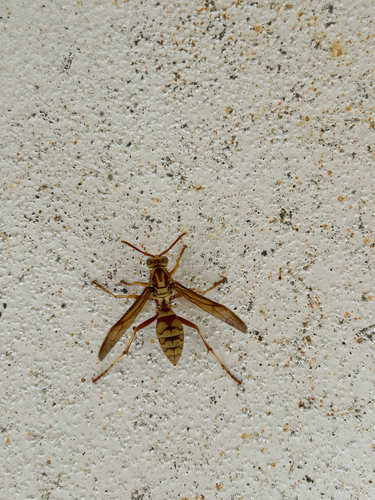 Apache Paper Wasp