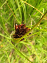 Juncus castaneus leucochlamys