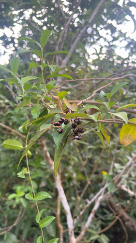 Cratoxylum cochinchinense observed 2026-10-25
