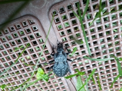 Carabus nodulosus