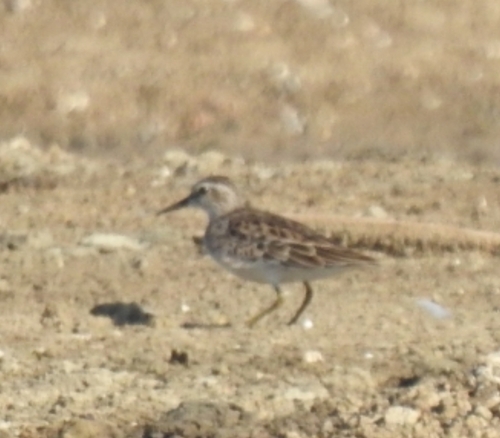Calidris subminuta, 2026-10-23