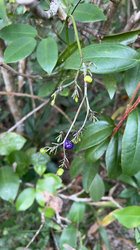 Dianella ensifolia observed 2026-10-25