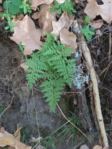 Cystopteris, 2026-10-25