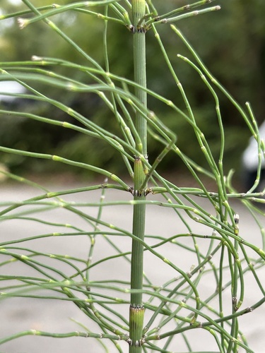Equisetum ramosissimum observed 2026-10-25