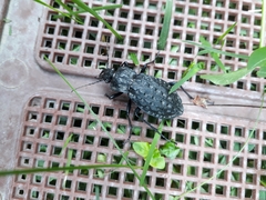 Carabus nodulosus