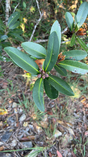 Gordonia observed 2026-10-25