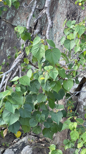 Talipariti tiliaceum observed 2026-10-25
