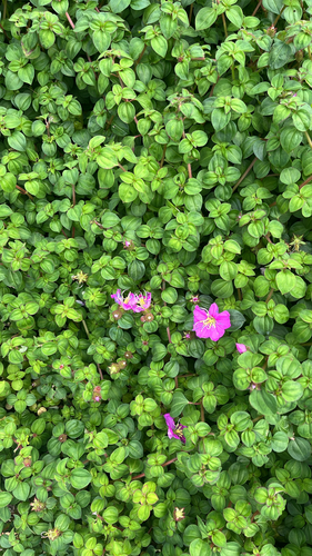 Heterotis rotundifolia observed 2026-10-22