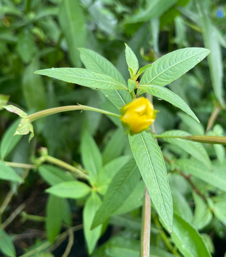 Ludwigia octovalvis observed 2026-10-25