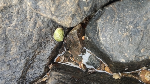 Nerita plicata observed 2026-10-24