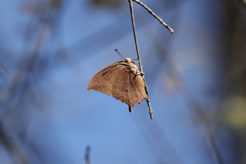 Anaea, 2026-10-23