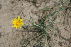 Tragopogon ucrainicus