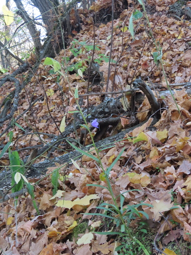 Campanula persicifolia observed 2026-10-25
