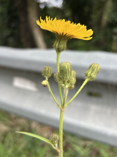 Sonchus arvensis observed 2026-10-25