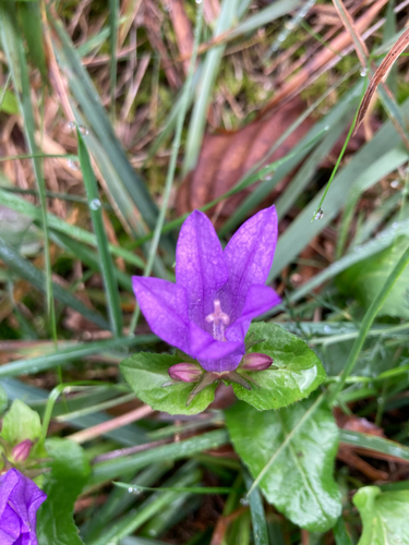 Campanula glomerata, 2026-10-25