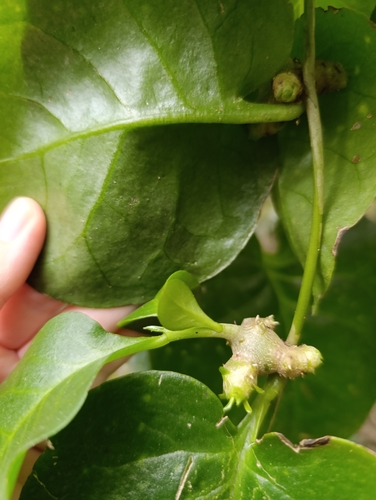 Anredera cordifolia observed 2026-10-25
