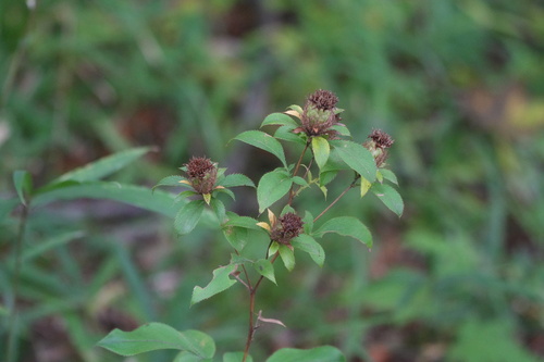 Atractylodes lancea observed 2026-10-25
