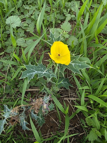 Argemone mexicana observed 2026-10-25