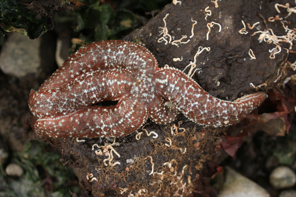 Evasterias