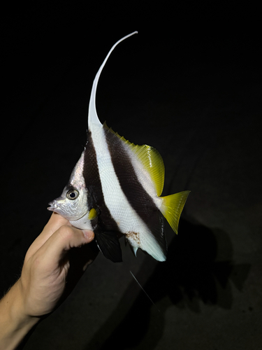 Heniochus acuminatus observed 2026-10-25