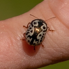 Calligrapha confluens