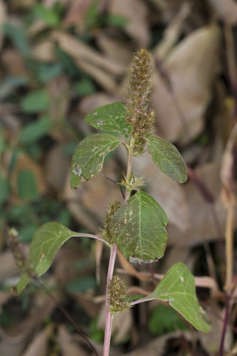 Amaranthus retroflexus observed 2026-10-25