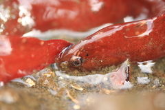 Apodichthys flavidus