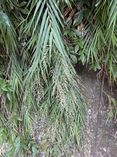 Arundo formosana observed 2026-10-09