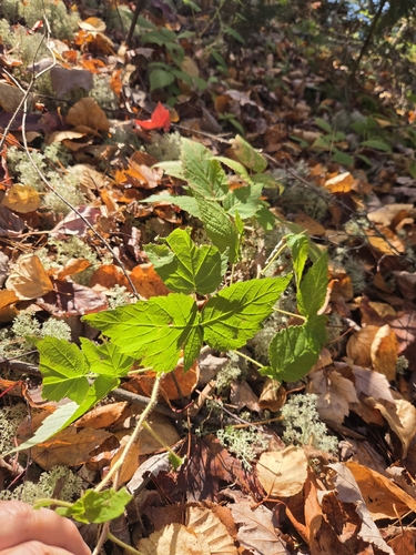 Unknown Species