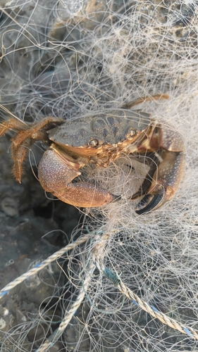 Myomenippe hardwickii observed 2026-10-25