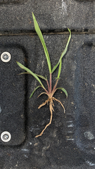 Urochloa platyphylla