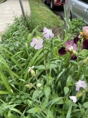 Melandrium