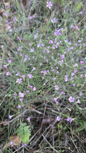 Petrorhagia saxifraga, 2026-10-25