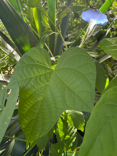 Ipomoea nil observed 2026-10-25