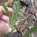 Hibbertia dilatata - Photo (c) Nina Lester Finley, alguns direitos reservados (CC BY-NC), uploaded by Nina Lester Finley