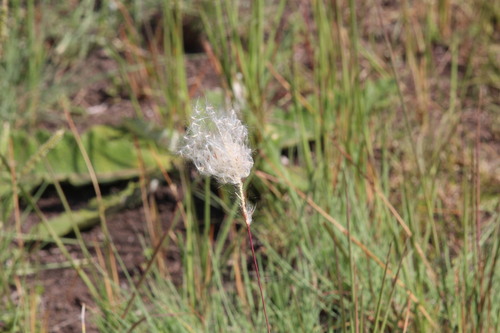 Imperata cylindrica observed 2026-10-25