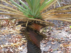 Pandanus spiralis
