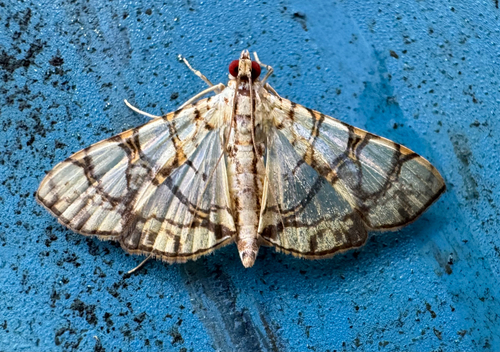 Margaronia observed 2026-10-24