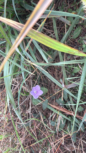 Ruellia humilis observed 2026-10-25