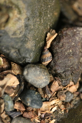 Littorina scutulata