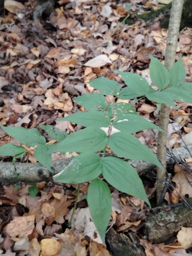 Lathyrus vernus, 2026-10-25