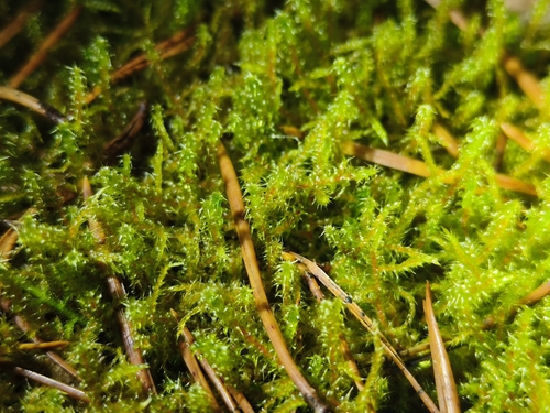 Rhytidiadelphus squarrosus observed 2026-10-25