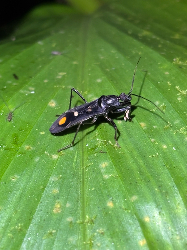 Rasahus limai