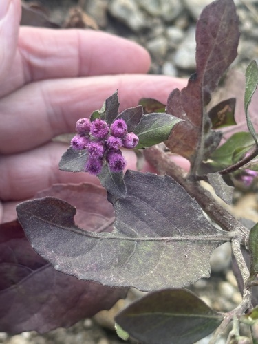 Pluchea odorata observed 2026-10-25