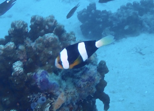 Amphiprion clarkii observed 2026-10-24